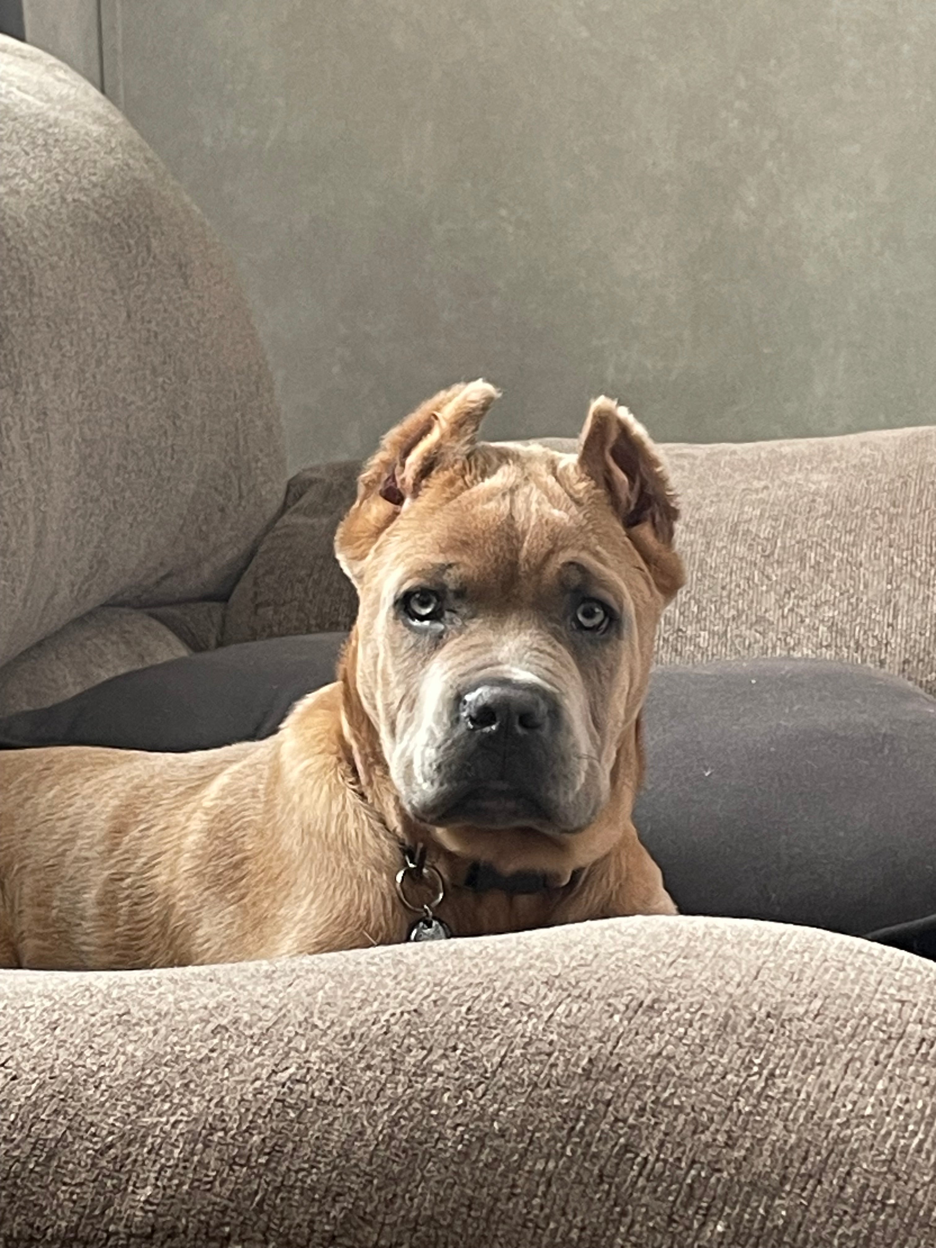 Pet products for the furry family