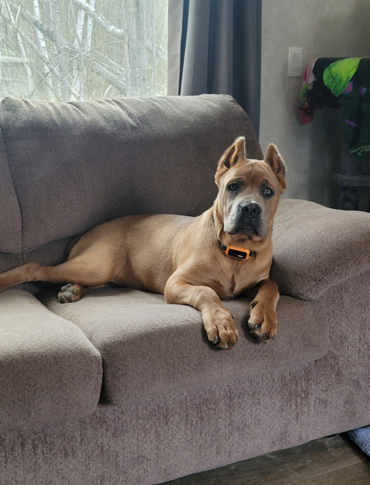 Pet products for the furry family