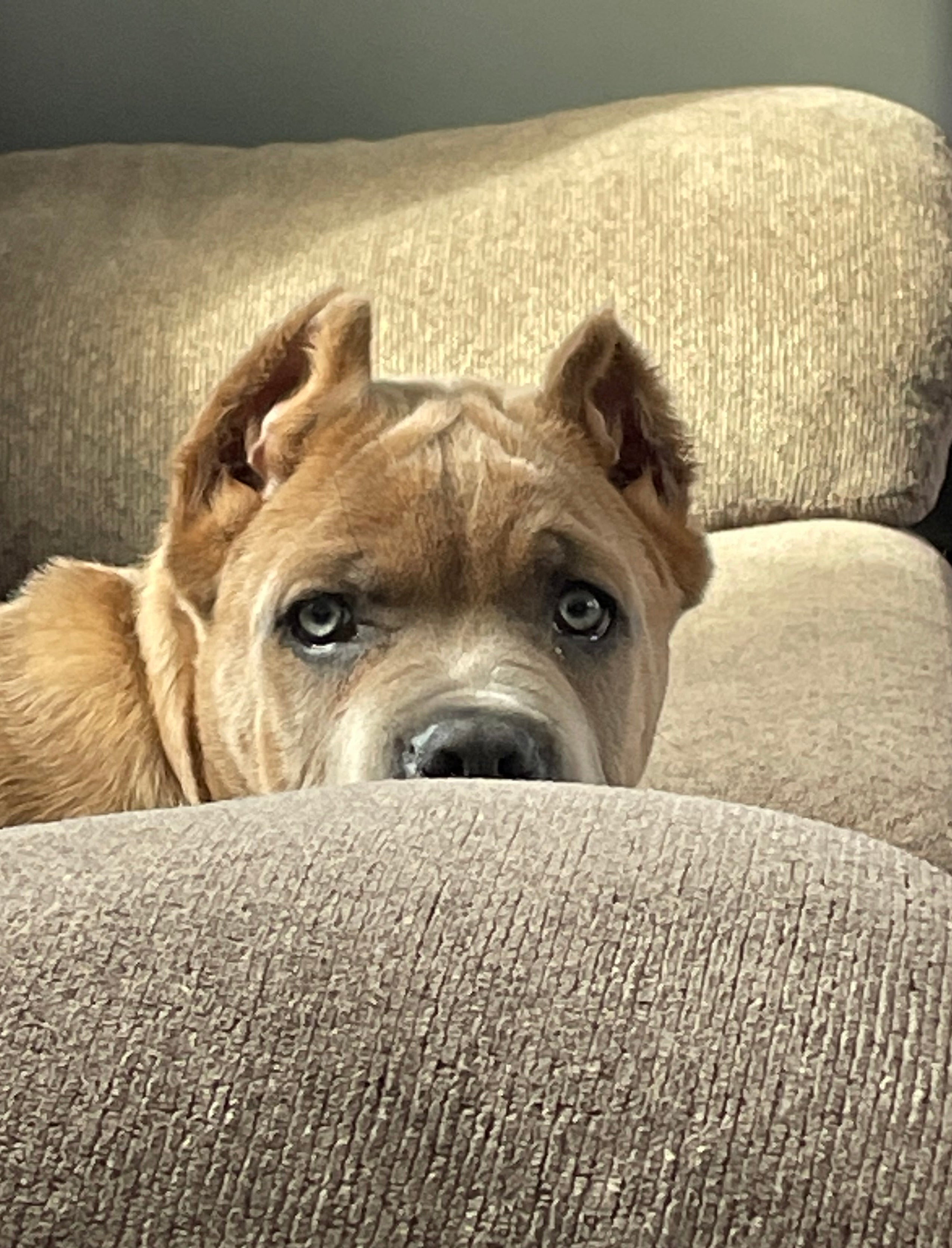 Pet products for the furry family